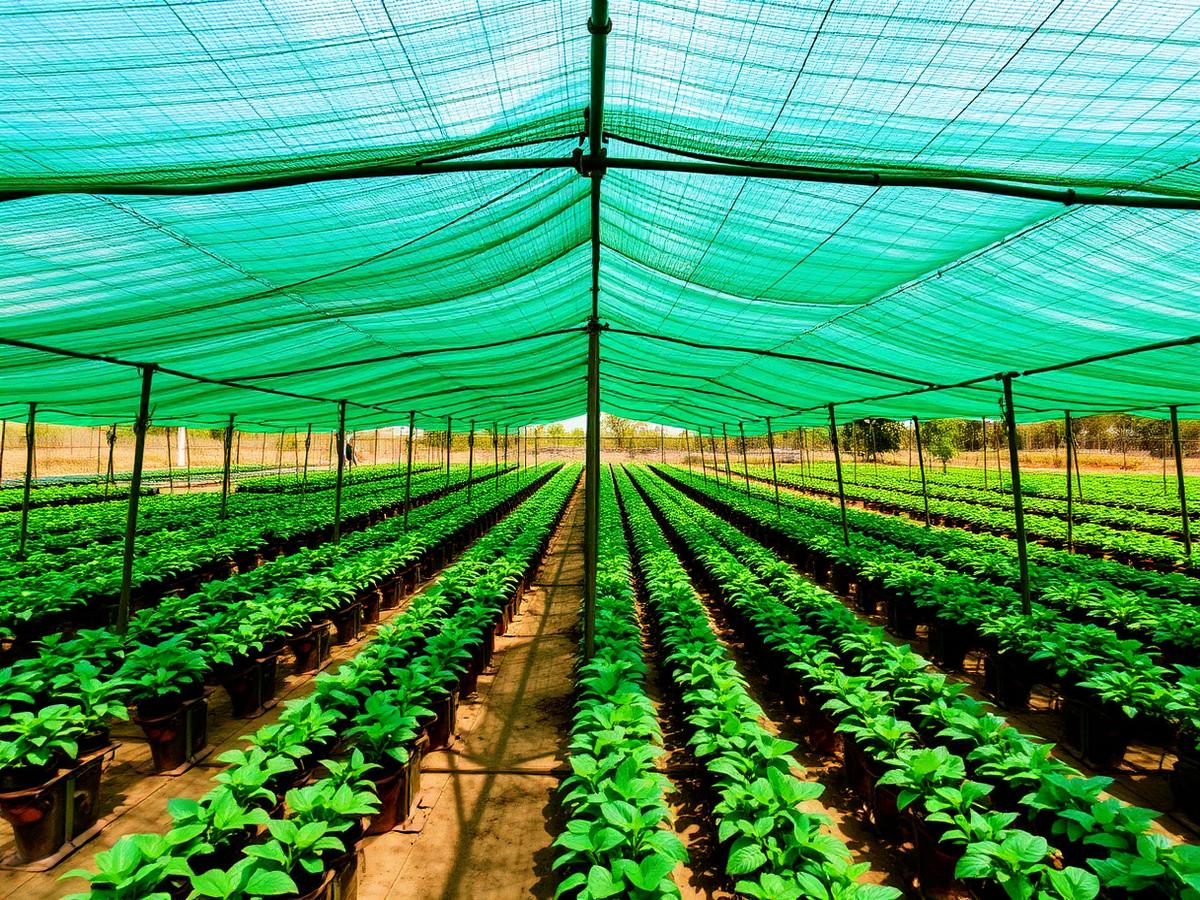 Agriculture shade net over nursery